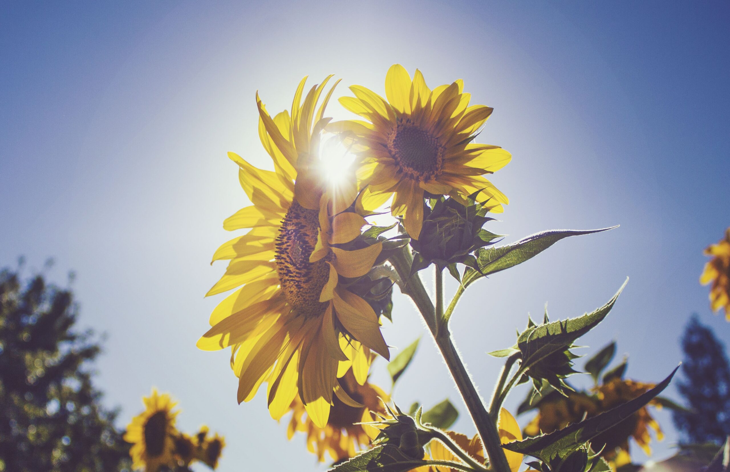 Le solaire un choix d'avenir | Energreen